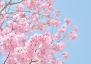 桜の春